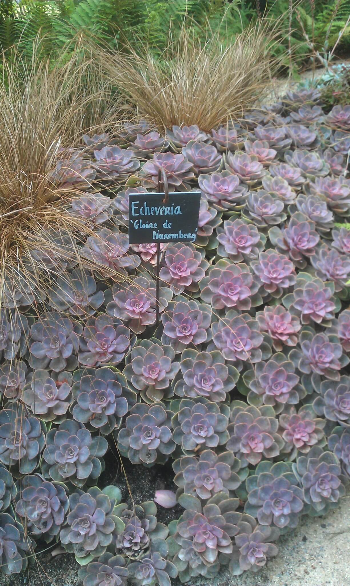 Echeveria 'Perle von Nurnberg' 